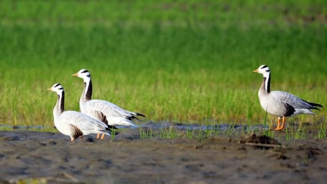 তিনটি দাগি রাজহাঁস হেঁটে বেড়াচ্ছে