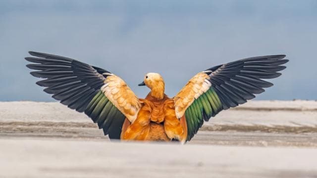 একটি খয়রা চখাচখি ডানা মেলে আছে