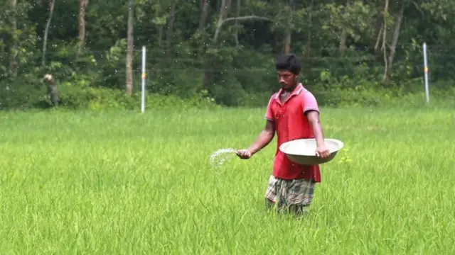 আমন মৌসুমে সার না পেয়ে বিপাকে পড়েছেন অনেক কৃষক
